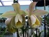Cattleya Venosa (loddigesii x forbesii) Azienda Agricola Nardotto Capello